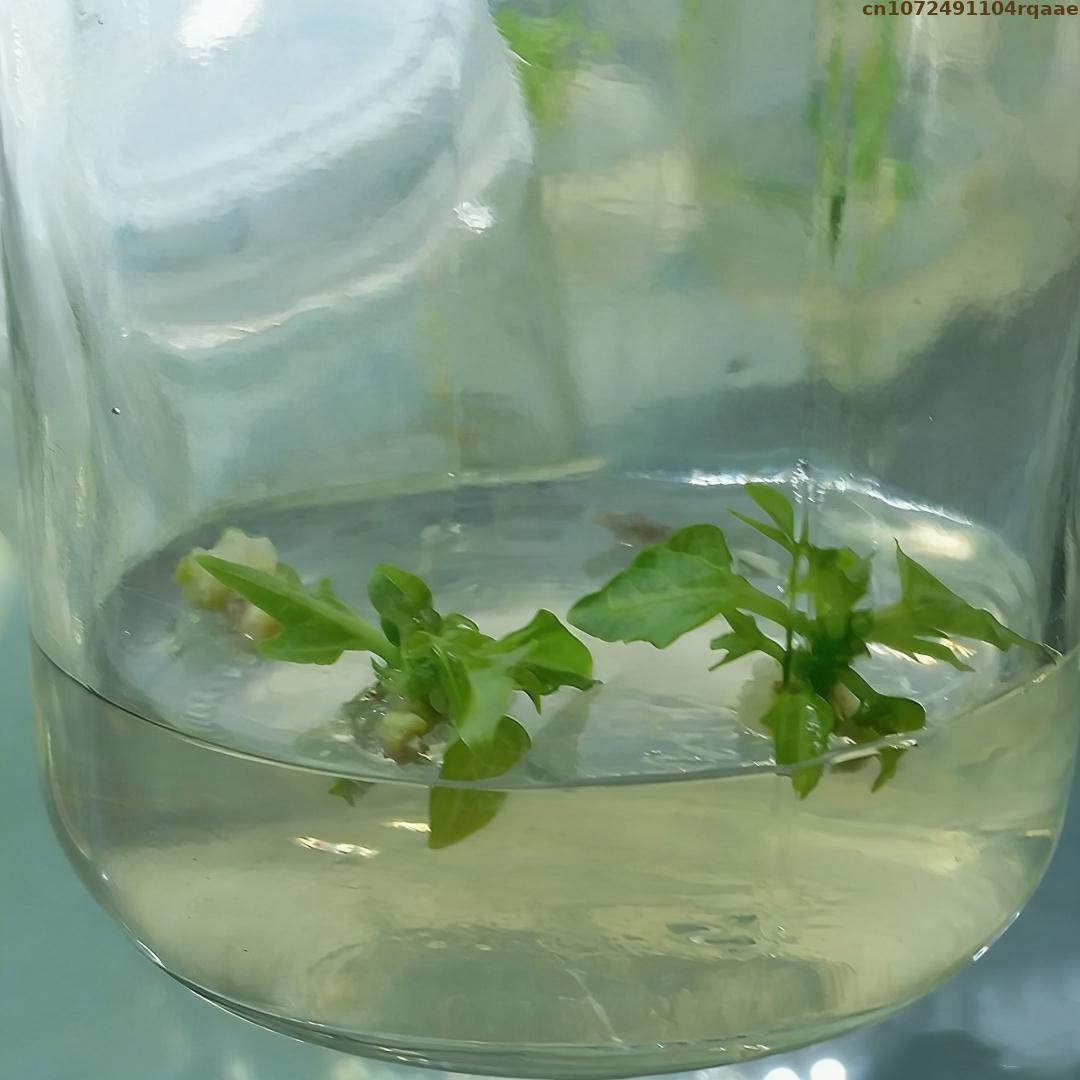 Pó de Agar Premium para Cultur - Agar Tissue Culture avaliação e preço